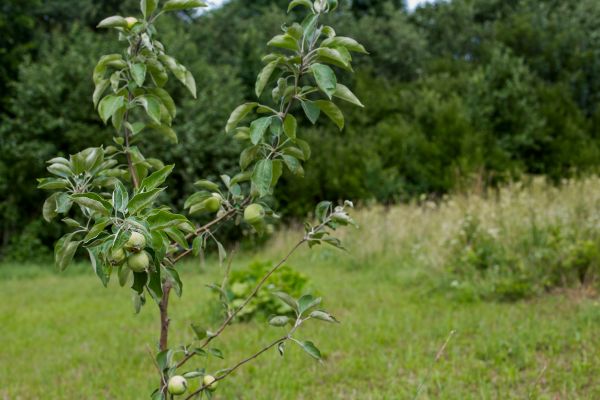 Apple Tree Planting in Woodland Hills