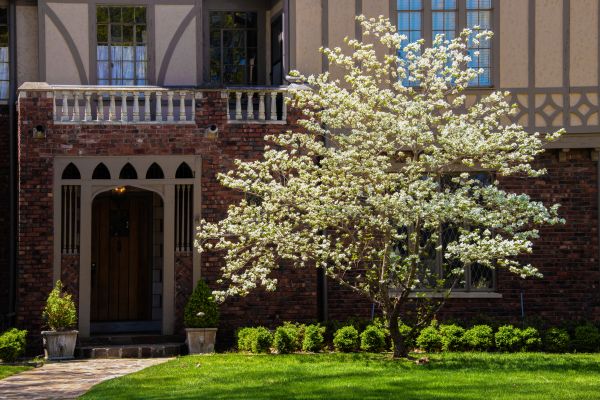 Dogwood Tree Planting in Woodland Hills
