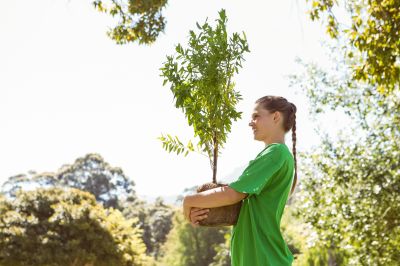 Trees Planting
